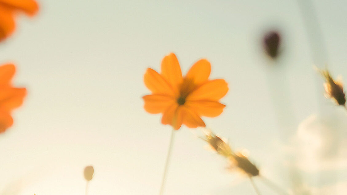 FMCSI WC 12º Workshop Web 1258×381